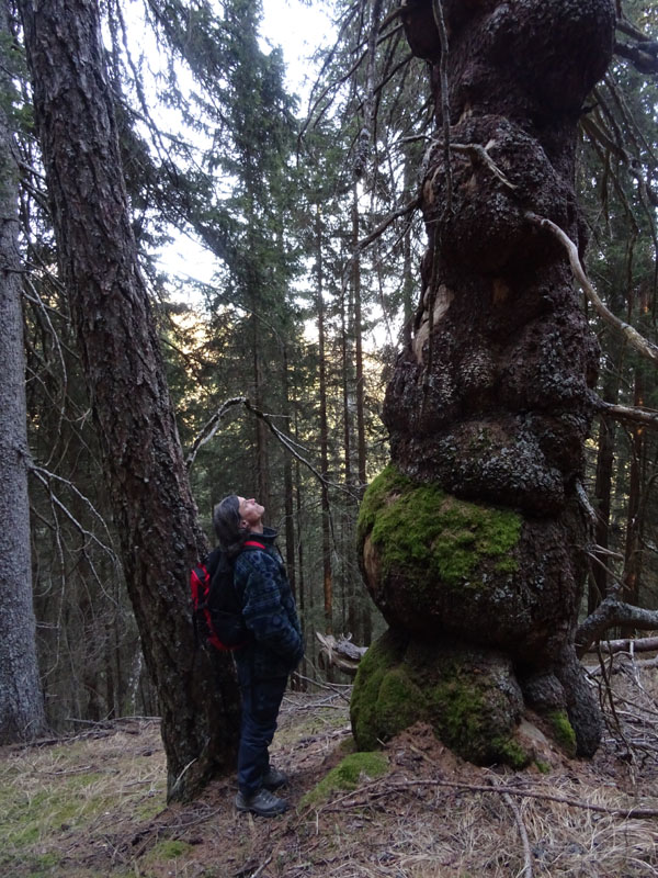 L'' abete di Pal Longa - Brez (TN) - Picea abies